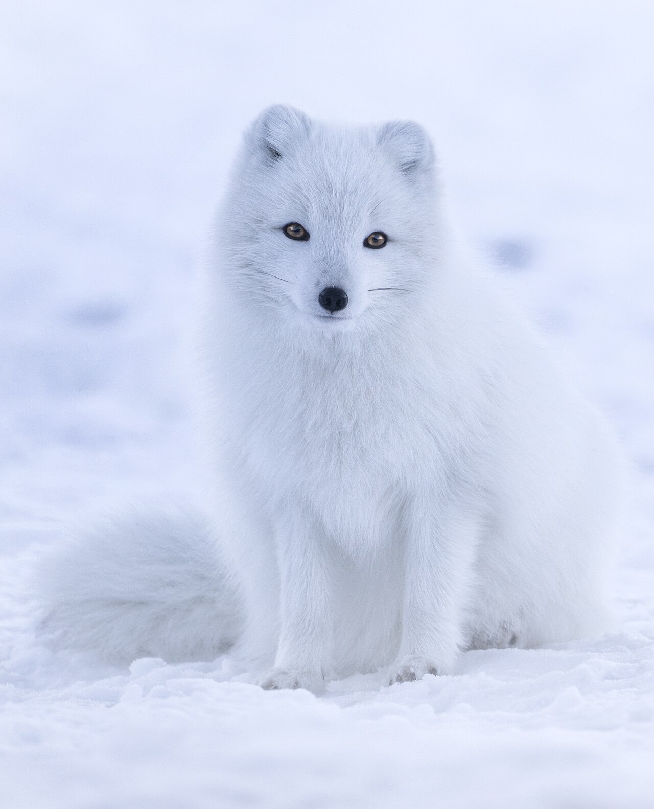 Arctic fox standing on rocky ground in Iceland