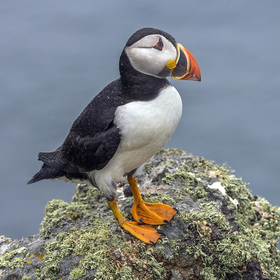 Atlantic puffin in Iceland, representing the country's birdlife and wildlife experiences