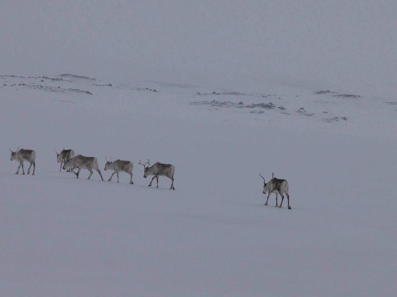Wild reindeer moving through the open landscape of East Iceland