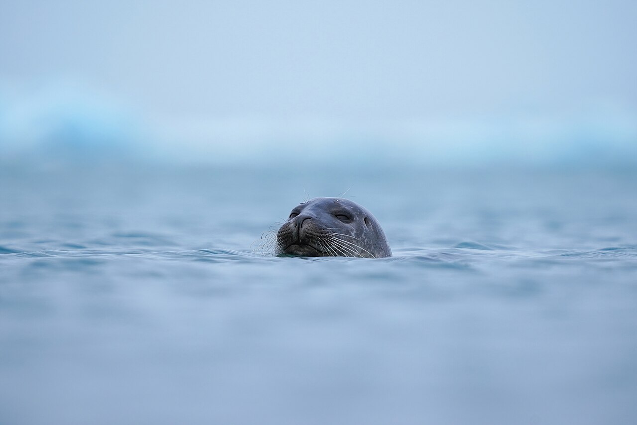 Seal resting beside floating ice at Jökulsárlón glacier lagoon
