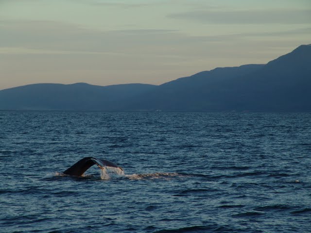 Whale surfacing off the coast near Húsavík in North Iceland
